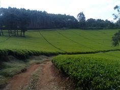 a dirt path leading to a lush green field with trees on the side and bushes in the foreground