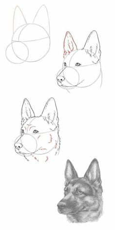 three different types of dogs'heads are shown in this drawing