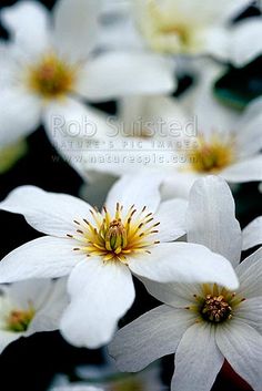 some white flowers with yellow centers in the middle