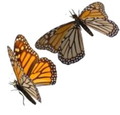 three monarch butterflies flying in the air with their wings spread open and facing opposite directions