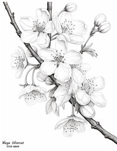 black and white drawing of flowers on a branch