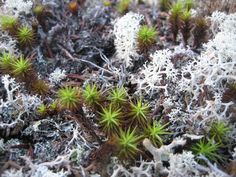 small green plants sprouting out of the mossy ground with snow on them