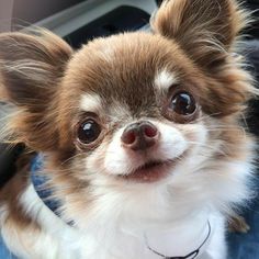 a small brown and white dog sitting on top of a persons lap