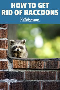 a raccoon peeking out from behind a brick wall with the title how to get rid of raccoons