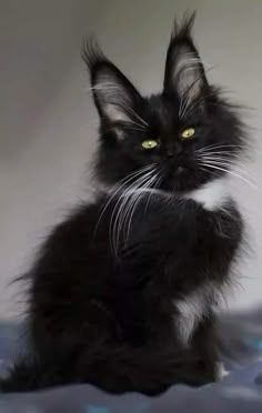 a black cat sitting on top of a bed next to a white wall with yellow eyes