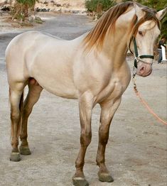 a white horse standing on top of a dirt field next to a person holding a leash