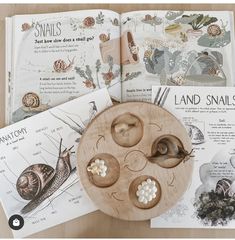 an open book with pictures of snails and other things on the pages next to it