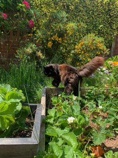 a cat standing in the middle of a garden