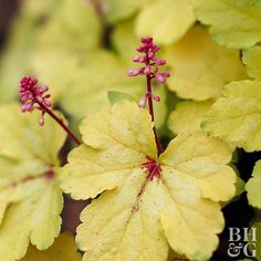 some yellow leaves with pink flowers on them