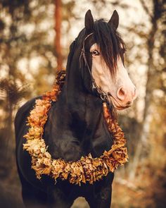 a black horse with leaves around it's neck