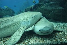 two large fish laying on top of a sandy ground next to some rocks and water