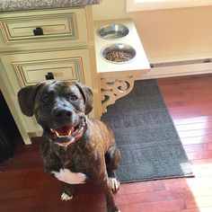 a brown and white dog sitting on top of a wooden floor next to a stove