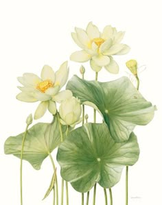 water lilies and leaves on a white background