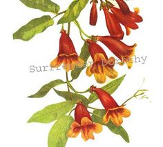 a drawing of some red and yellow flowers on a branch with green leaves in the foreground