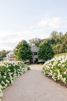 white flowers line the pathway leading to a house