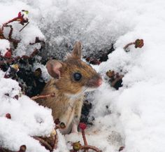 a small brown mouse sitting in the snow