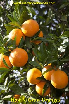 oranges growing on an orange tree with the words how to grow oranges