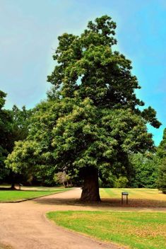 a large tree sitting in the middle of a park