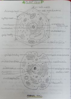 an open notebook with diagrams on the inside and outside of it, showing plant cells