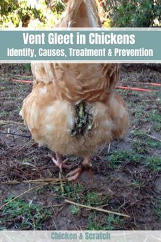 a chicken standing on top of a dirt field next to grass and trees with text overlay that reads, vent gleat in chickens identify, cause, treatment & prevention