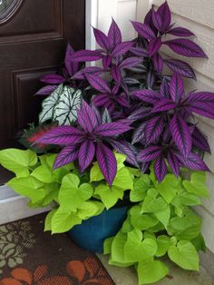 purple and green plants are in a blue pot on the front step of a house