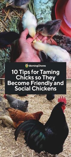 chickens and roosters eating food out of their hands with the title 10 tips for farming chickens to they become friendly and social chickens