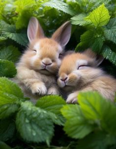 two little rabbits are cuddling in the green leaves and one has its eyes closed