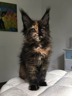 a cat sitting on top of a white bed