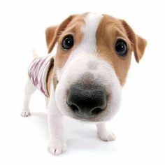 a small brown and white dog wearing a shirt