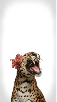 a cheetah with a flower in it's mouth looking up at the sky