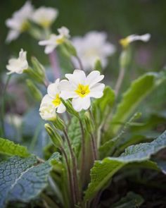 small white flowers with yellow centers in the middle of green leaves and grass on the ground