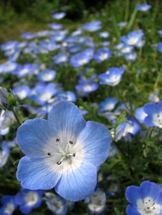 blue and white flowers growing in the grass