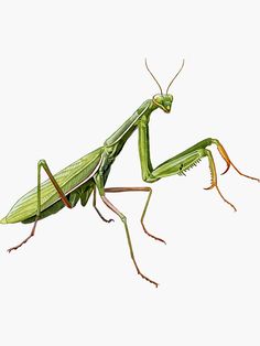 a close up of a green praying mantissa on a white background with clippings