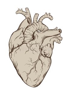 the human heart is drawn in black and white stock photo, images and royalty illustrations