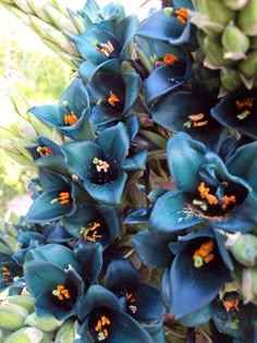 blue flowers with green stems and yellow centers in the center, on a sunny day