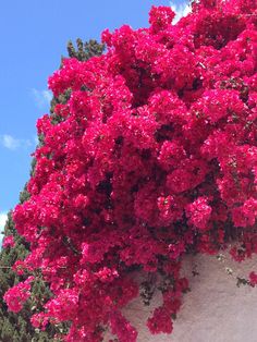 pink flowers growing on the side of a white building with blue skies in the background