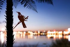 a bird sitting on top of a plant next to the water at night with city lights in the background