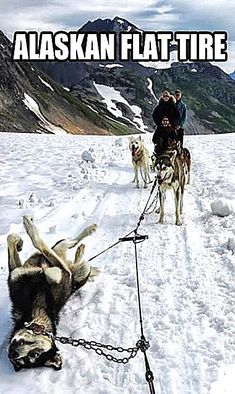 two dogs pulling a man on a sled with the caption alaska flat tire