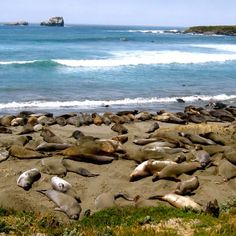 a bunch of sea lions laying on the beach