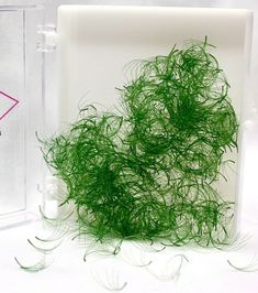 Hello, You are purchasing 500 Count Pre-made Green 6D D-Curl Lash Extensions in 14mm .07 - Pre-made fans are made from top quality material  We have large quantities of Loose Pre-made Lash Extension Fans!  Don't let the new account scare you, we have been selling online for years!  Shipped Free with USPS First Class. Volume Lash Extensions, Curl Lashes, Hello You, Lash Extension, Volume Lashes, Lash Extensions, Selling Online, Lashes, Green