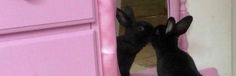 a black rabbit sitting in front of a pink dresser and looking at its own reflection