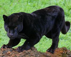 a black panther walking on top of a tree stump in the grass with its mouth open