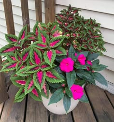 pink and green plants in a white pot on a wooden deck outside the house,