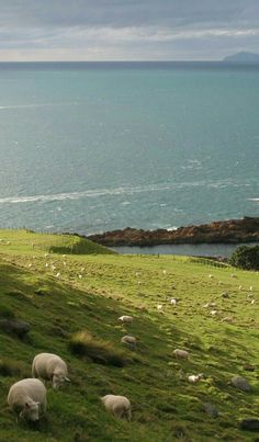 sheep graze on the side of a grassy hill overlooking the ocean and rocky coastline