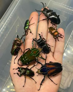 a person's hand holding several different types of beetles