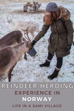 reindeer herding experience in norway with text overlay reading reindeer herding experience in norway life in a sami village