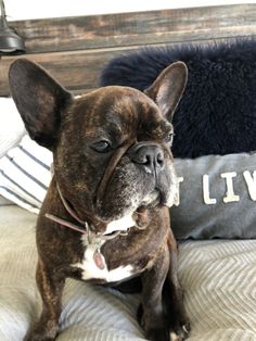 a brown and white dog sitting on top of a bed next to a blue pillow