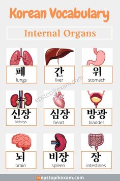 the korean words in different languages are used to describe organ organs and their corresponding parts