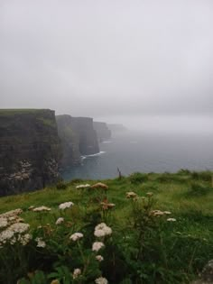 some white flowers grass water and cliffs on a foggy day by the ocean with an overcast sky