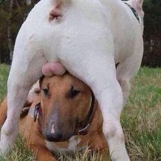 two dogs are playing with each other in the grass, one has its head on top of another dog's head